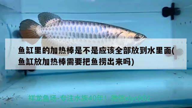 鱼缸里的加热棒是不是应该全部放到水里面(鱼缸放加热棒需要把鱼捞出来吗) 白化巴西龟（白巴）