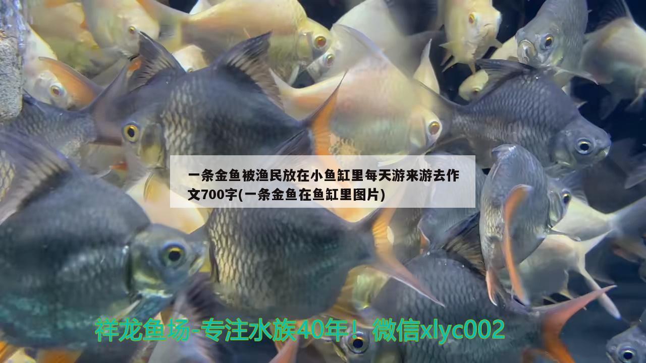 一条金鱼被渔民放在小鱼缸里每天游来游去作文700字(一条金鱼在鱼缸里图片)