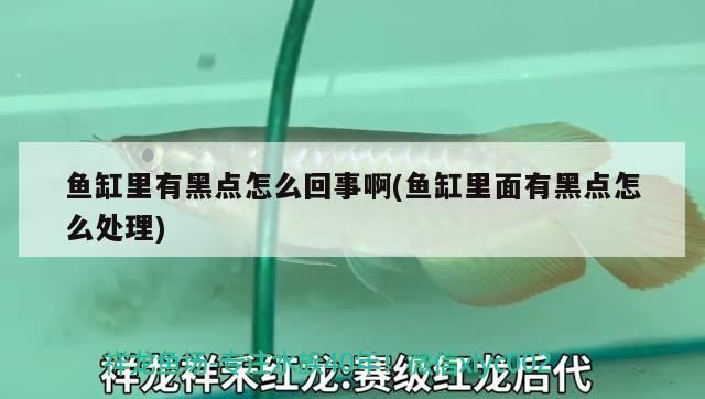 鱼缸里有黑点怎么回事啊(鱼缸里面有黑点怎么处理) 国产元宝凤凰鱼