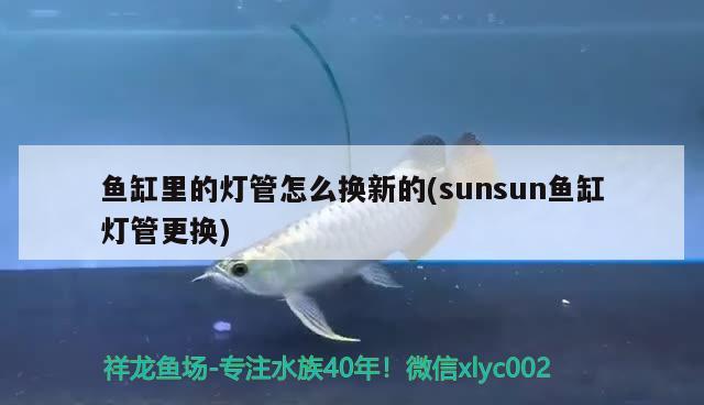 鱼缸里的灯管怎么换新的(sunsun鱼缸灯管更换) 泰国雪鲫鱼