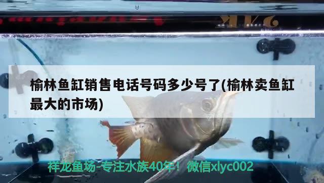 榆林鱼缸销售电话号码多少号了(榆林卖鱼缸最大的市场) 大嘴鲸鱼