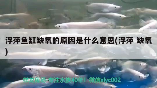 浮萍鱼缸缺氧的原因是什么意思(浮萍缺氧)