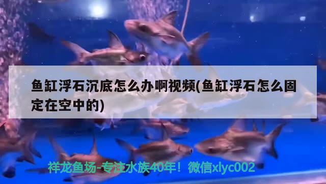 鱼缸浮石沉底怎么办啊视频(鱼缸浮石怎么固定在空中的) 白子黑帝王魟鱼 第1张