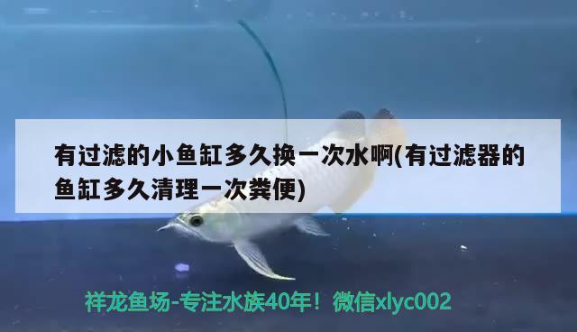 有过滤的小鱼缸多久换一次水啊(有过滤器的鱼缸多久清理一次粪便)