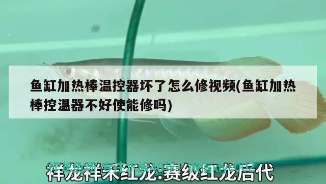 鱼缸加热棒温控器坏了怎么修视频(鱼缸加热棒控温器不好使能修吗) 一眉道人鱼苗