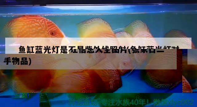 鱼缸蓝光灯是不是紫外线照射(鱼缸蓝光灯对鱼有没有影响) 金龙福龙鱼 第2张