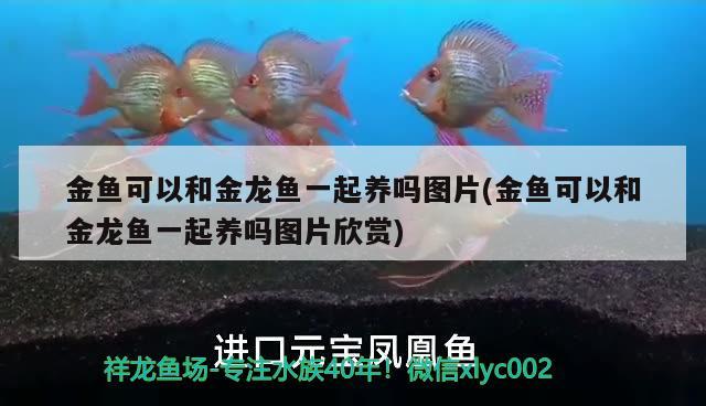 金鱼可以和金龙鱼一起养吗图片(金鱼可以和金龙鱼一起养吗图片欣赏)