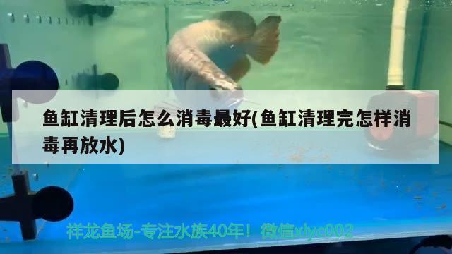 鱼缸清理后怎么消毒最好(鱼缸清理完怎样消毒再放水) 龙鱼专用灯