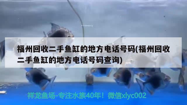 福州回收二手鱼缸的地方电话号码(福州回收二手鱼缸的地方电话号码查询) 非洲金鼓鱼