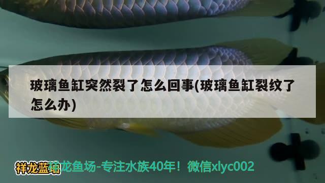 玻璃鱼缸突然裂了怎么回事(玻璃鱼缸裂纹了怎么办) 丹顶锦鲤鱼