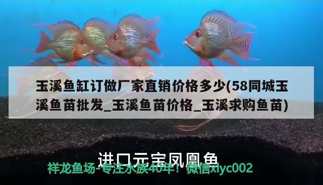 玉溪鱼缸订做厂家直销价格多少(58同城玉溪鱼苗批发_玉溪鱼苗价格_玉溪求购鱼苗) 南美异型鱼