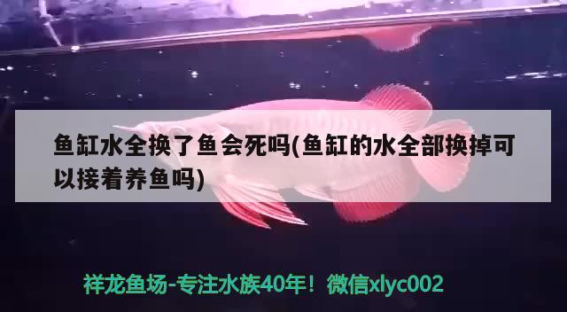 鱼缸水全换了鱼会死吗(鱼缸的水全部换掉可以接着养鱼吗) 广州水族批发市场