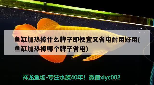 鱼缸加热棒什么牌子即便宜又省电耐用好用(鱼缸加热棒哪个牌子省电)