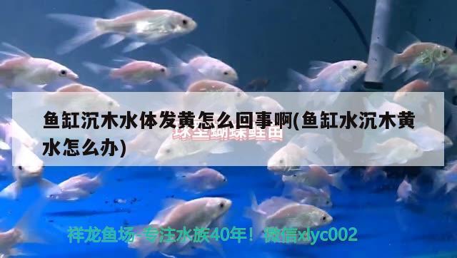 鱼缸沉木水体发黄怎么回事啊(鱼缸水沉木黄水怎么办)