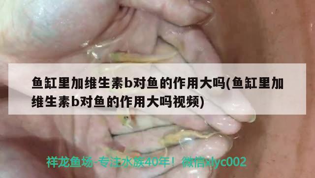 鱼缸里加维生素b对鱼的作用大吗(鱼缸里加维生素b对鱼的作用大吗视频) 鱼缸/水族箱