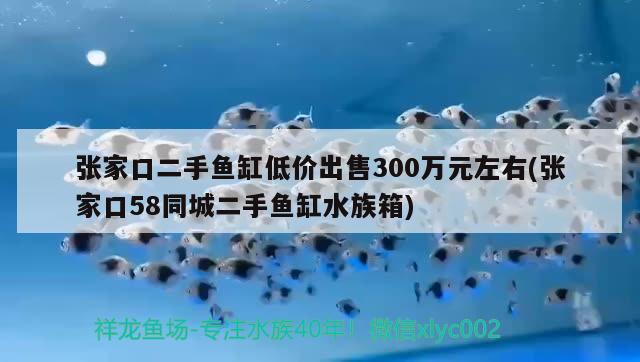 张家口二手鱼缸低价出售300万元左右(张家口58同城二手鱼缸水族箱)