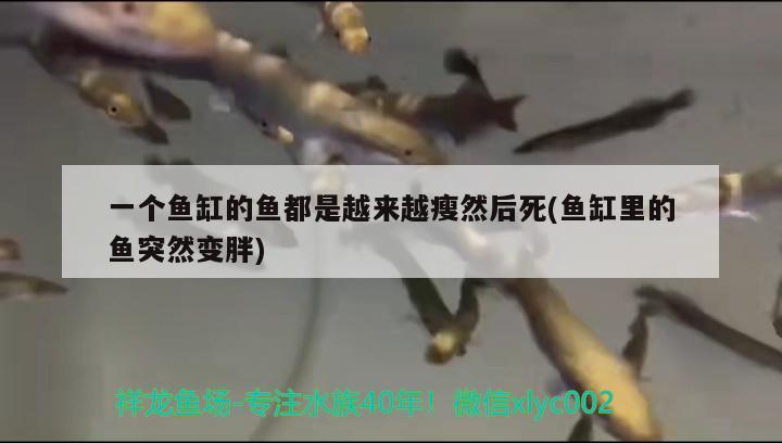 一个鱼缸的鱼都是越来越瘦然后死(鱼缸里的鱼突然变胖)