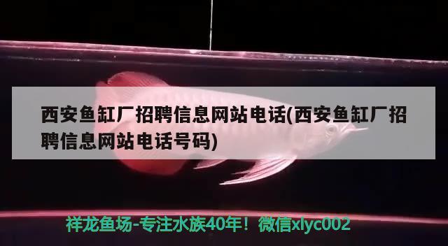 西安鱼缸厂招聘信息网站电话(西安鱼缸厂招聘信息网站电话号码) 黄金梦幻雷龙鱼