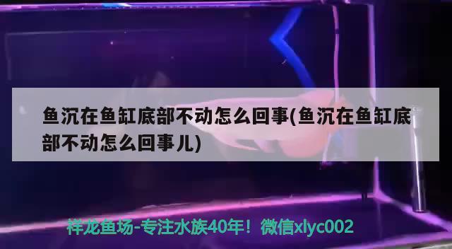 鱼沉在鱼缸底部不动怎么回事(鱼沉在鱼缸底部不动怎么回事儿) 杰西卡恐龙鱼