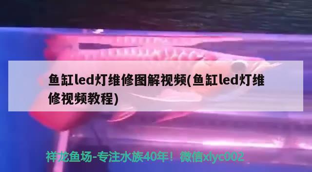 鱼缸led灯维修图解视频(鱼缸led灯维修视频教程) 水族用品