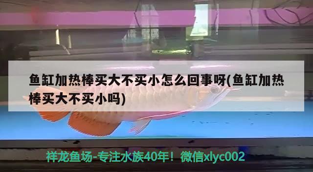 鱼缸加热棒买大不买小怎么回事呀(鱼缸加热棒买大不买小吗) 狗仔招财猫鱼