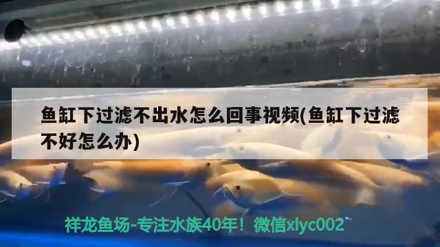 鱼缸下过滤不出水怎么回事视频(鱼缸下过滤不好怎么办) 广州水族批发市场