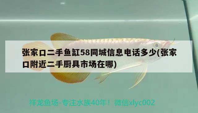 张家口二手鱼缸58同城信息电话多少(张家口附近二手厨具市场在哪) 过背金龙鱼