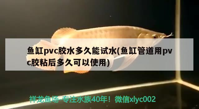 鱼缸pvc胶水多久能试水(鱼缸管道用pvc胶粘后多久可以使用) 红龙福龙鱼