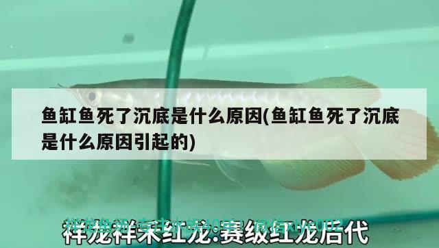 鱼缸鱼死了沉底是什么原因(鱼缸鱼死了沉底是什么原因引起的) 黄金斑马鱼