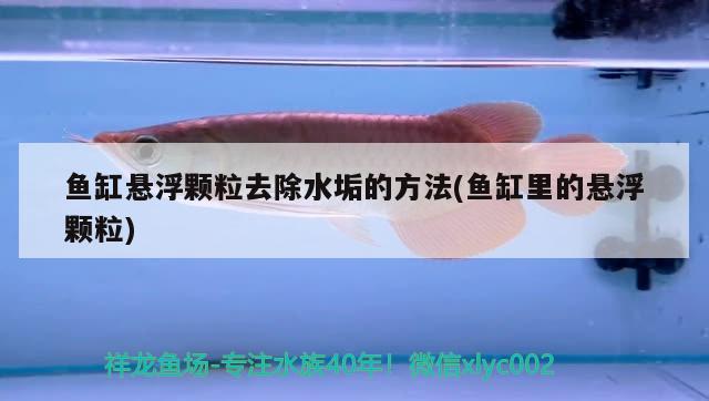 鱼缸悬浮颗粒去除水垢的方法(鱼缸里的悬浮颗粒) BD魟鱼