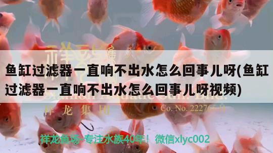 鱼缸过滤器一直响不出水怎么回事儿呀(鱼缸过滤器一直响不出水怎么回事儿呀视频)