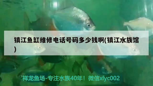 镇江鱼缸维修电话号码多少钱啊(镇江水族馆) 印尼虎苗 第2张