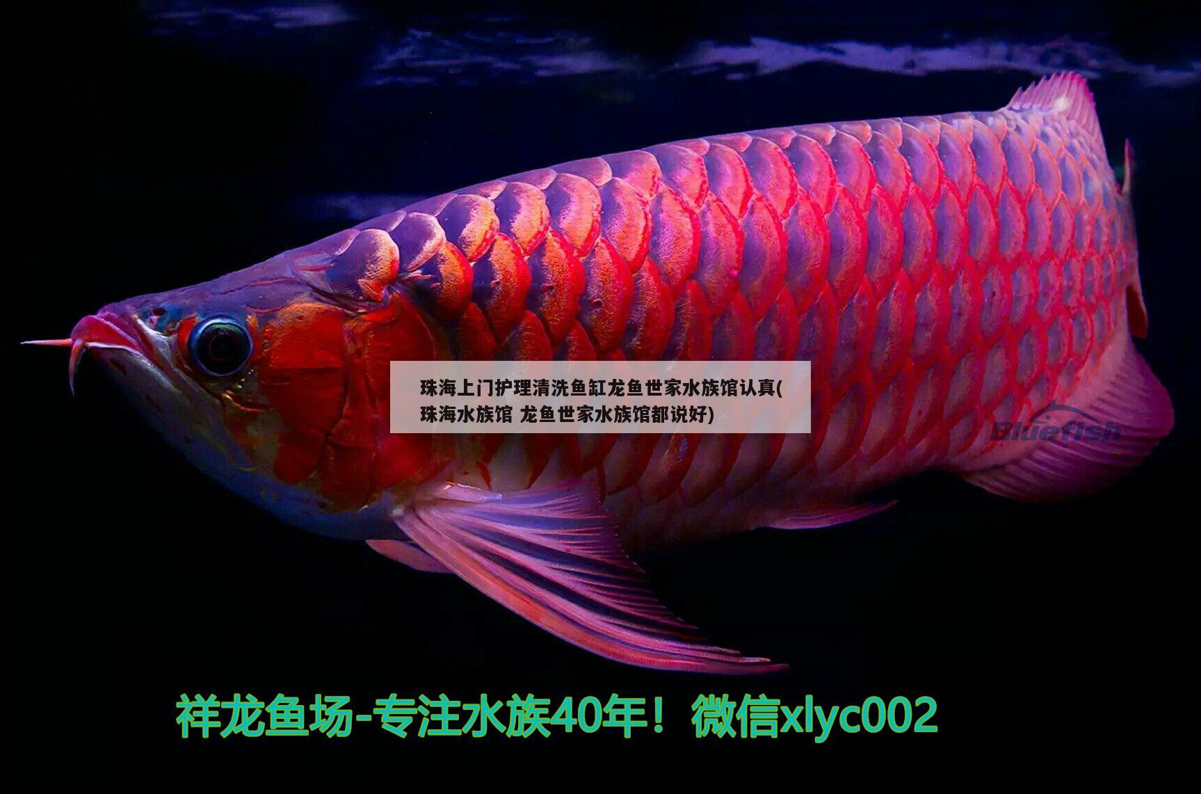 珠海上门护理清洗鱼缸龙鱼世家水族馆认真(珠海水族馆龙鱼世家水族馆都说好)