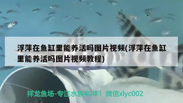 浮萍在鱼缸里能养活吗图片视频(浮萍在鱼缸里能养活吗图片视频教程)