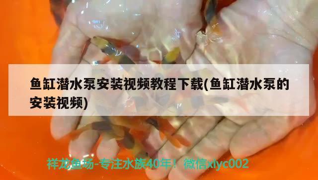 鱼缸潜水泵安装视频教程下载(鱼缸潜水泵的安装视频) 鱼缸水质稳定剂