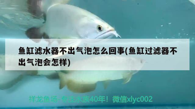 鱼缸滤水器不出气泡怎么回事(鱼缸过滤器不出气泡会怎样)