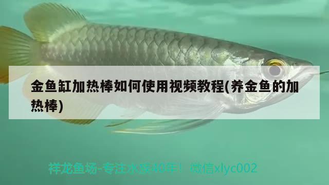 金鱼缸加热棒如何使用视频教程(养金鱼的加热棒)