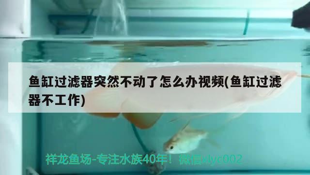 鱼缸过滤器突然不动了怎么办视频(鱼缸过滤器不工作) 水族灯（鱼缸灯）