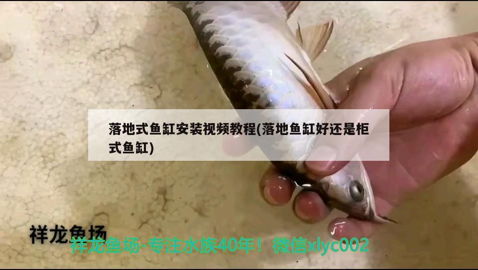 落地式鱼缸安装视频教程(落地鱼缸好还是柜式鱼缸) 元宝凤凰鱼