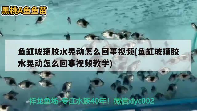 鱼缸玻璃胶水晃动怎么回事视频(鱼缸玻璃胶水晃动怎么回事视频教学) 黑水素