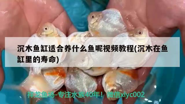 沉木鱼缸适合养什么鱼呢视频教程(沉木在鱼缸里的寿命) 鱼缸水泵 第2张