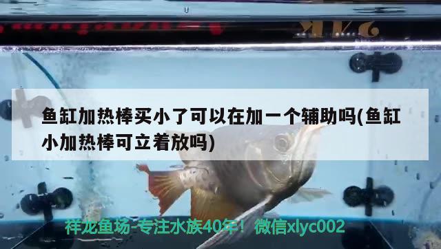 鱼缸加热棒买小了可以在加一个辅助吗(鱼缸小加热棒可立着放吗) 女王大帆鱼苗