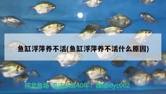 鱼缸浮萍养不活(鱼缸浮萍养不活什么原因)