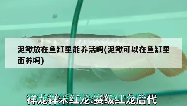 泥鳅放在鱼缸里能养活吗(泥鳅可以在鱼缸里面养吗) iwish爱唯希品牌鱼缸