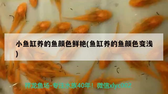 小鱼缸养的鱼颜色鲜艳(鱼缸养的鱼颜色变浅)