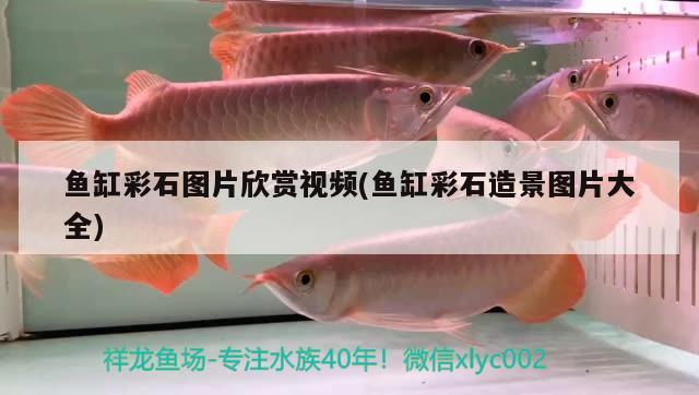 鱼缸彩石图片欣赏视频(鱼缸彩石造景图片大全) 祥龙水族滤材/器材