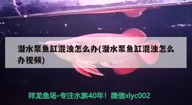 潜水泵鱼缸混浊怎么办(潜水泵鱼缸混浊怎么办视频)