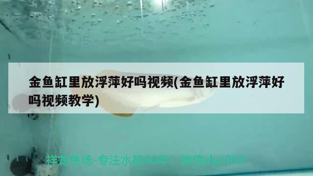 金鱼缸里放浮萍好吗视频(金鱼缸里放浮萍好吗视频教学) 黄金斑马鱼