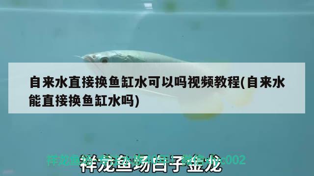 自来水直接换鱼缸水可以吗视频教程(自来水能直接换鱼缸水吗) 龙凤鲤鱼