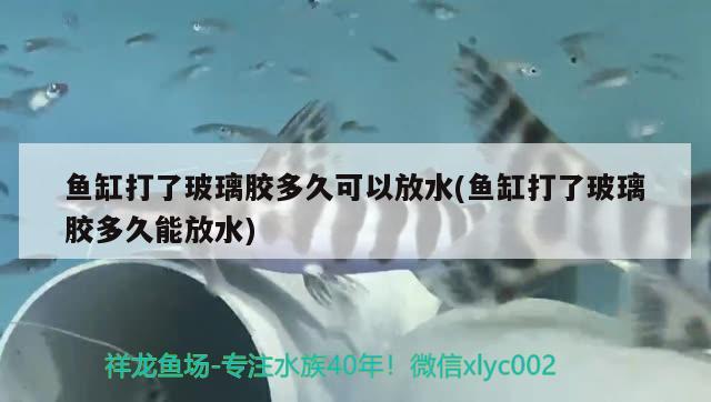 鱼缸打了玻璃胶多久可以放水(鱼缸打了玻璃胶多久能放水) 小型观赏鱼